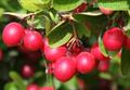 crane berry, karonda, karamardaka , kauLi hannu, Bengal currant 